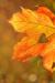 Jahreszeitenkonzert - "Der Herbst"
